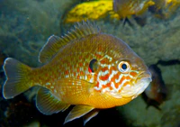 Pumpkinseed (Lepomis gibbosus) (13533753654).jpg