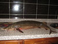 Siberian sturgeon.jpg