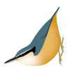 SittaHimalayensis.svg