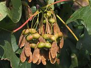 Sugar maple 3220.jpg