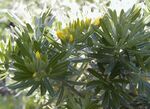 Teline linifolia.jpg