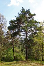 Бекарюковский бор 08 Lob.jpg