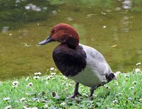 male