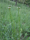 Arabis sagittata sl2.jpg