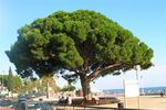 Cambrils Pi Rodo pinus pinea.jpg