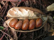 Castanospermum austral.jpg