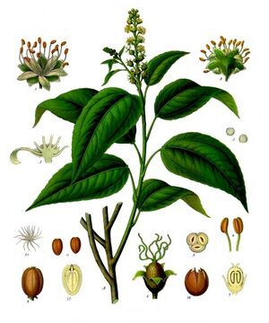 Croton tiglium - Köhler–s Medizinal-Pflanzen-197.jpg