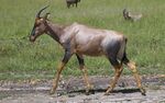 Damaliscus lunatus in Masai Mara, February 2007.jpg