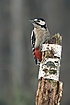 Dendrocopos major 2 (Marek Szczepanek).jpg