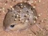 Desmodillus auricularis.jpg