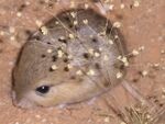 Desmodillus auricularis.jpg