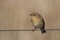 Flame Robin (Petroica phoenicea) (17191139570).jpg