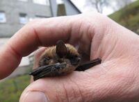 Fledermaus (Schmallenberg 5)