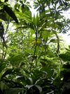 Geonoma congesta (Scott Zona) 001.jpg