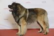 Grupp 2 LEONBERGER, C.I.B. NO V&NORD V-14 NO V-15 NORD UCH SE JV-13 SE V-14 -15 Namupalan Bling Smack Chap (24264081756).jpg