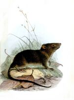 HyracodonFuliginosusWolf.jpg