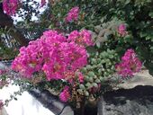 Lagerstremia1872.jpg