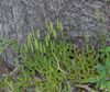 Lycopodium clavatum.jpg