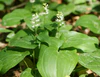 Maianthemum kz2.jpg