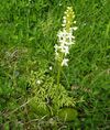 Platanthera chlorantha 1.JPG