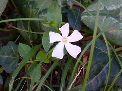 Vinca minor01.jpg