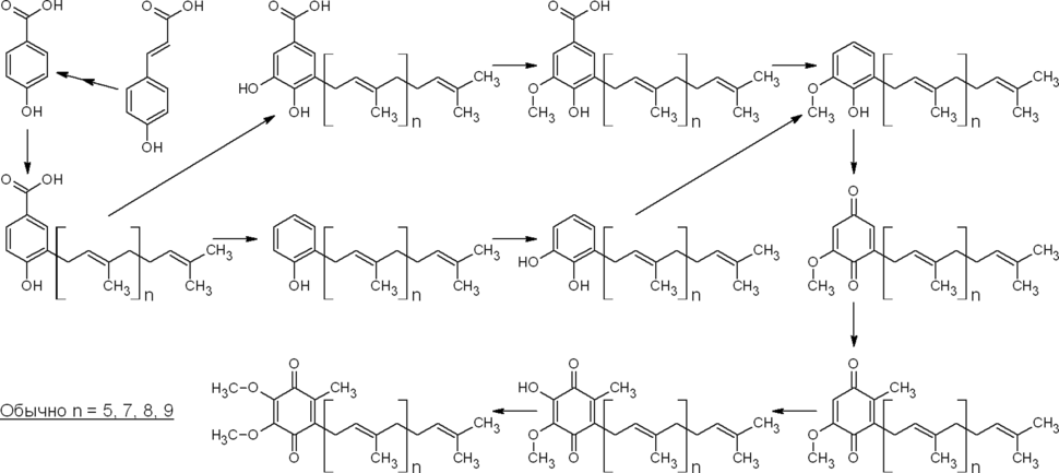 Биосинтез убихинона