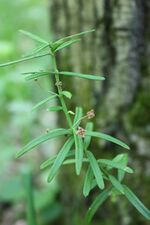 Бруслина карликова.JPG