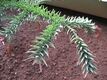 Araucaria montana leaves 02 by Line1.JPG