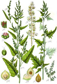 Atriplex spp Sturm29.jpg