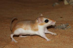 Cheesman's Gerbil 2.JPG