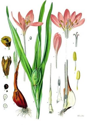 Colchicum autumnale - Köhler–s Medizinal-Pflanzen-044.jpg