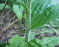 Digitalis grandiflora07072003tige insertion feuille.JPG
