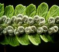 Dryopteris filix-mas1 ies.jpg
