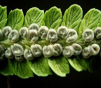 Dryopteris filix-mas1 ies.jpg