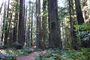 Founders Grove Loop Trail - Humboldt Redwoods State Park - DSC02496.JPG