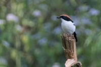 Gabela Bushshrike 114ND500 DSC2752.jpg