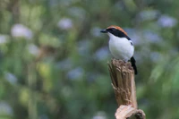 Gabela Bushshrike 114ND500 DSC2752.jpg