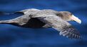 Giant Petrel flying over the South Atlantic (5544283816).jpg
