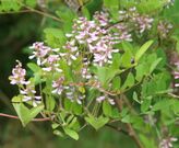 Indigofera potaninii 02.jpg