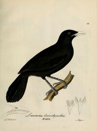 Laniarius leucorhynchus.jpg