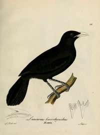 Laniarius leucorhynchus.jpg