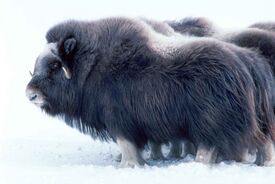 Large mammal musk ox.jpg