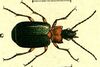 Lebia cyanocephala Jacobs06 rotate.jpg