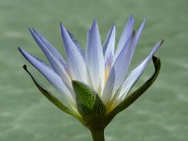 Nymphaea caerulea flower.JPG