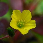 Oxalis stricta20090912 180.jpg