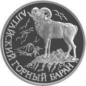 RR5109-0046R Алтайский горный баран.gif