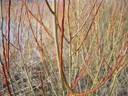 Salix purpurea 02.jpg