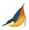 SittaCashmirensis.svg