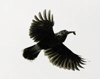 Tannenhaeher Neumarkt 2.jpg