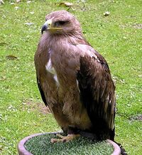 TawnyEagle.jpg
